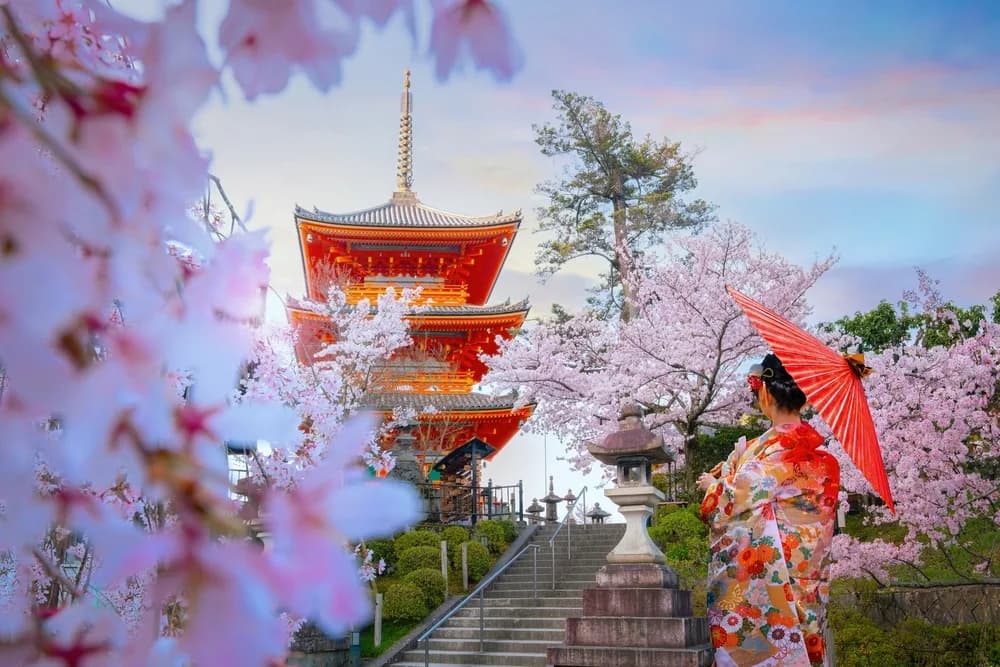 holiway travel japonya sakura kiraz cicegi