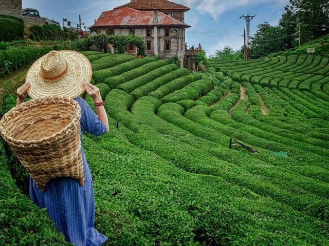 29 Ekim Özel Uçaklı İkonik Butik Doğu Karadeniz Trabzon Rize Artvin Turu | 2 Gece Konaklamalı Ankara Çıkışlı