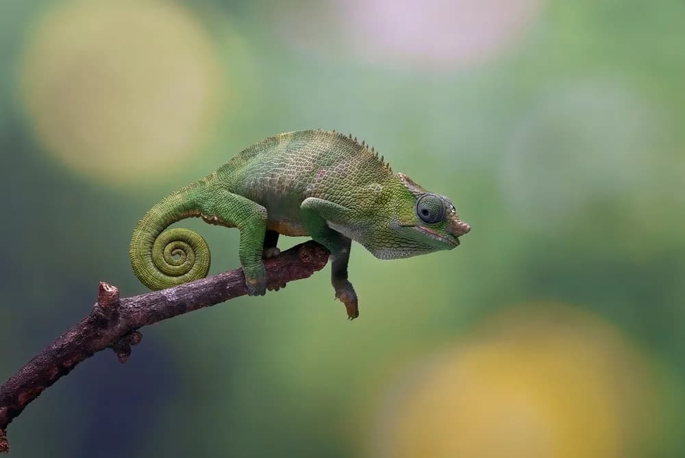 madagaskar turu