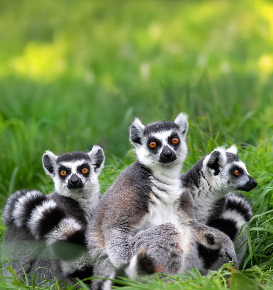 madagaskar dogal yasam ve safari turu