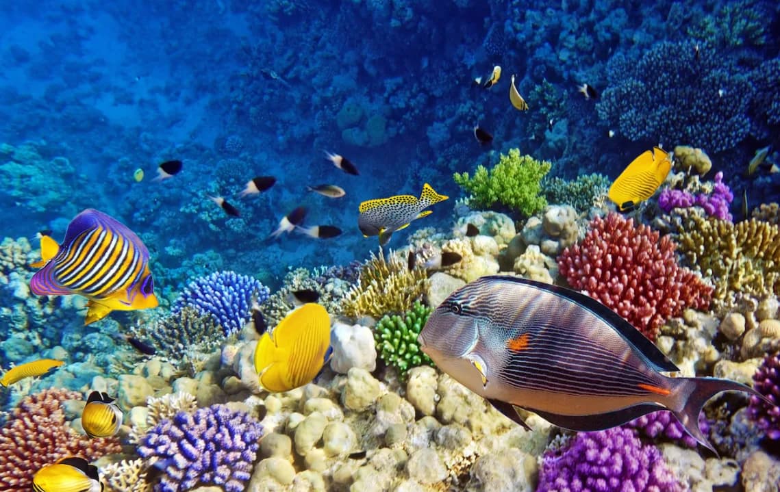 holiway sharm el sheikh deniz plaj