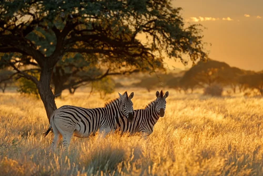 guney afrika safari turlari