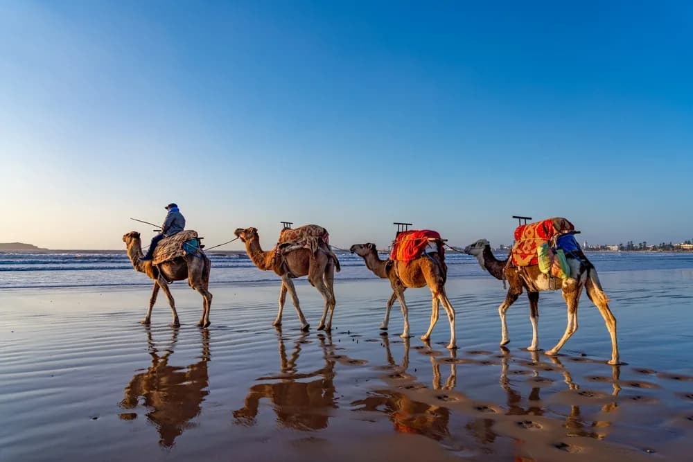 holiway travel deve safari col manzara