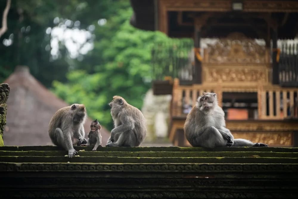 bali selaleler ve doga gezisi