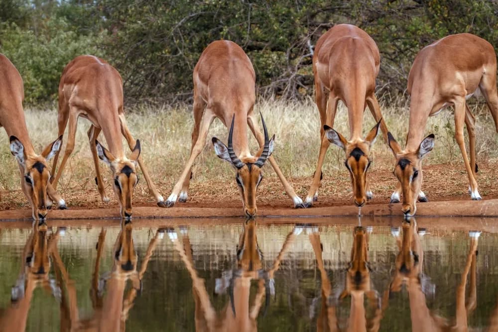 kruger ulusal parki safari turlari