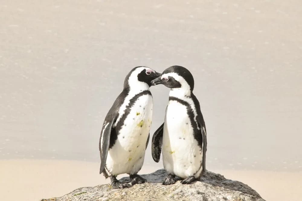 boulders plaji penguen turu