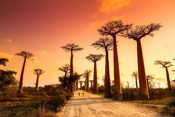 Kenya Turu Mombasa & Safari Turu Türk Havayolları ile 7 Gece 9 Gün
