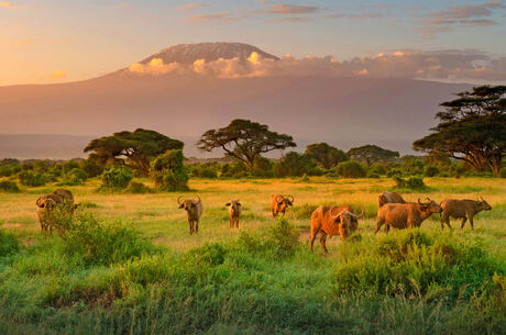 Kenya Safari Turu Air Arabia Havayolları ile Her Pazar Hareket