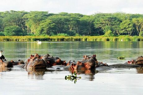 Kenya Safari Turu Air Arabia Havayolları ile Her Pazar Hareket