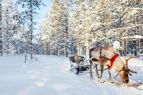 Kuzey Işıkları Lapland THY İle 8 Gece 9 Gün